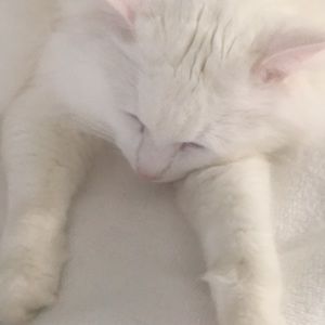 Meet your Posher, Sue